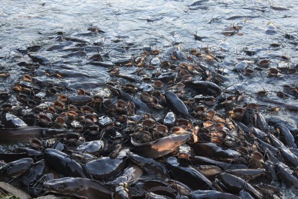池塘里有大量的鱼图片下载