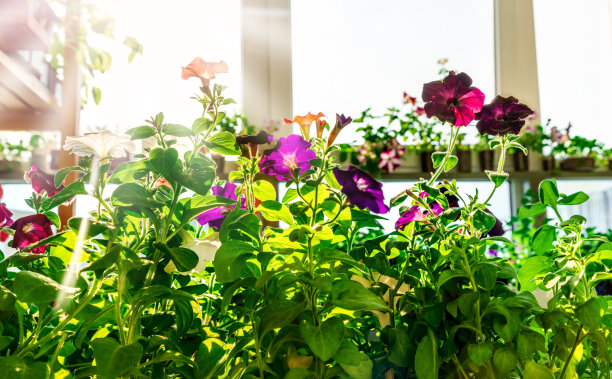 在家里、阳台或温室里种植花苗。图片下载