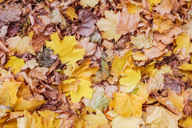 秋叶背景图片下载