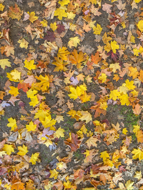 秋叶背景图片下载