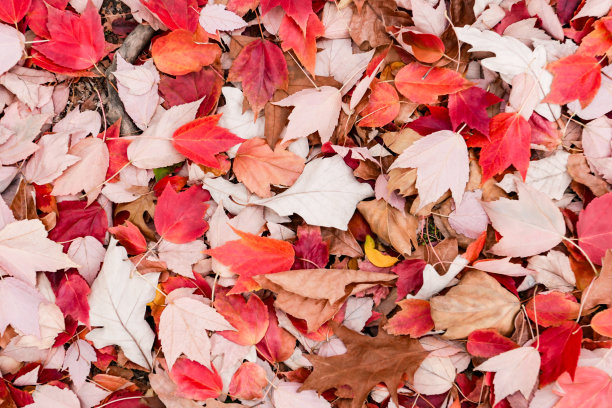 秋叶背景图片下载