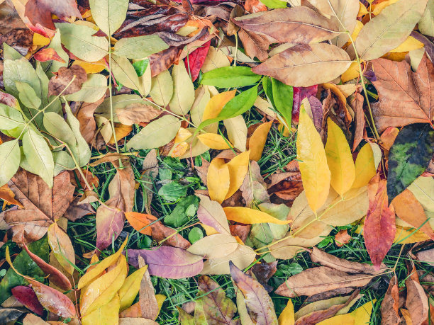 秋叶背景图片下载