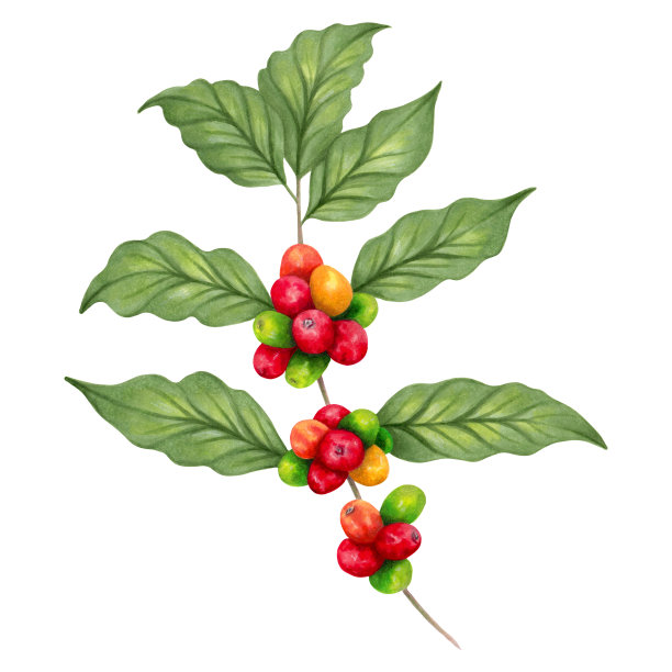 咖啡树的树枝。咖啡树。成熟的咖啡浆果。写实的自然风格。有机插图。国际咖啡日。图片下载