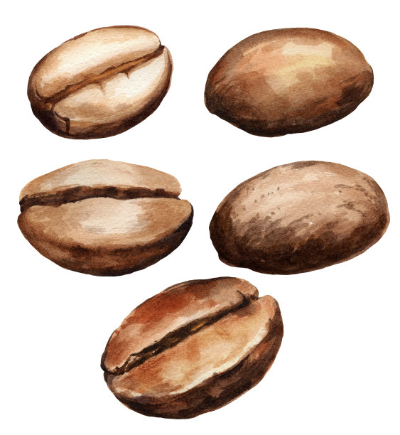 水彩咖啡豆，咖啡主题，手绘插图棕色阿拉比卡孤立在白色背景图片下载