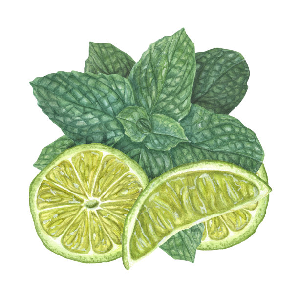 成熟的青柠片，新鲜的绿薄荷枝孤立在白色的背景上。植物水彩插图卡片设计，菜单，庆典设计，鸡尾酒会，传单，印刷品图片下载