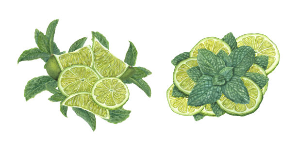水彩画集新鲜石灰片，绿薄荷枝隔离在白色背景。植物插图海报，印刷，卡片，菜单，庆典设计，鸡尾酒会，传单图片下载