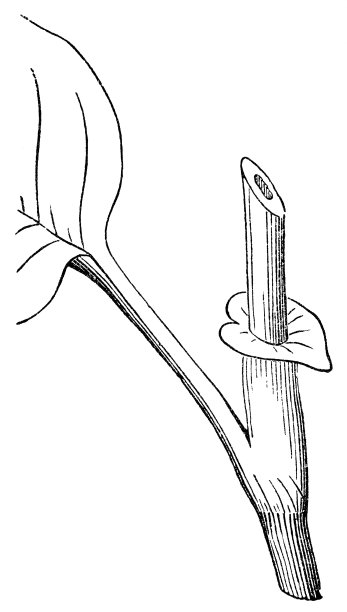 公主羽毛花(桃花源)托叶赭石- 19世纪图片下载