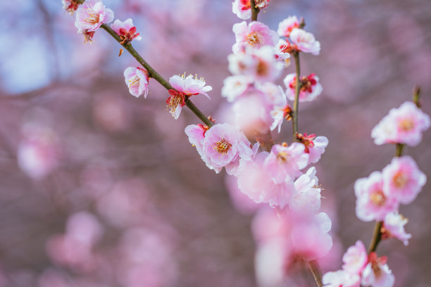 2023年3月，樱花盛开的高尾山图片下载