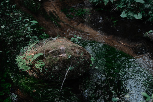 小河流溪流在黑暗的常绿森林清澈的水岩石苔藓蕨类植物特写自然纹理大气景观纯净的自然环境生态图片下载