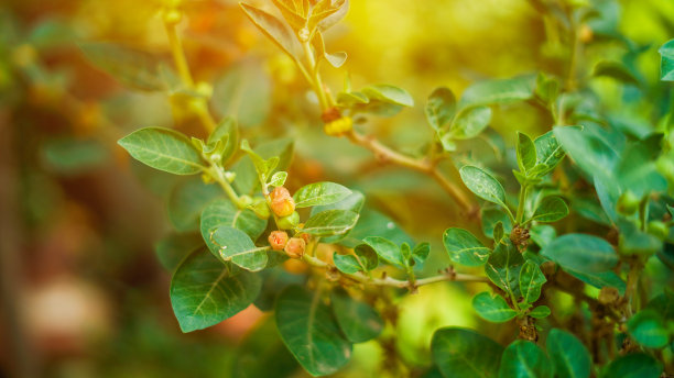 Ashwagandha被称为Withania somnifera植物生长在阳光下。毒醋栗或冬樱桃。图片下载