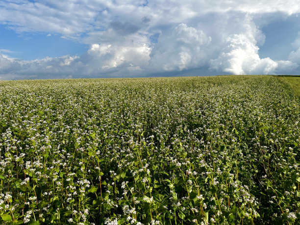 荞麦开花图片下载