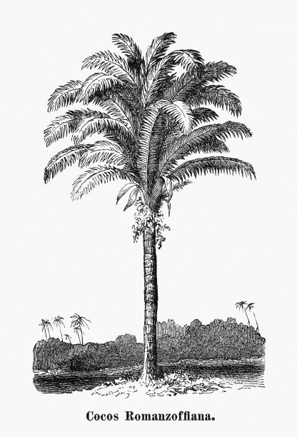 木版画《Syagrus romanzoffiana》出版于1873年图片下载