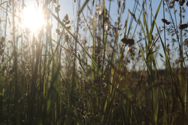 景观。长着高草的夏季田野。图片下载