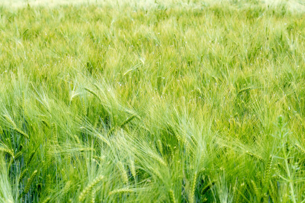 靠近生长有许多小穗的绿色大麦的田地图片下载