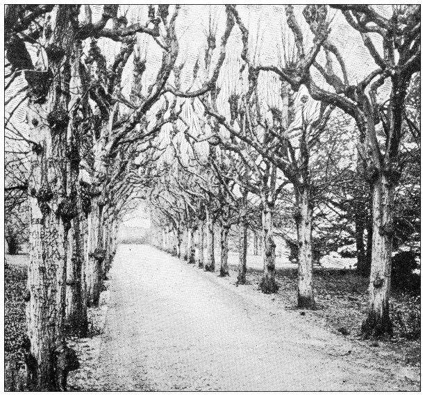 英国古色古香的旅行照片:牛津的Lime Walk图片下载