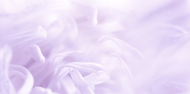 菊花花瓣。花浅紫色背景。特写镜头。大自然。图片下载