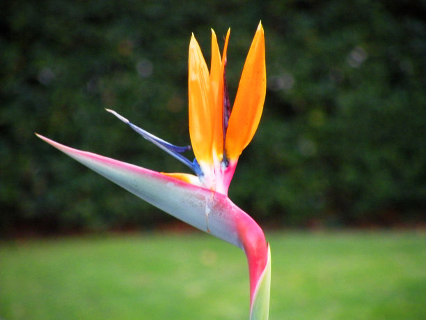 streirenia Reginae花，天堂鸟图片下载