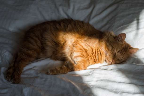 在柔和的晨光中，姜色虎斑猫躺在床上，折叠着爪子。漂亮舒适的猫。家里的宠物图片下载