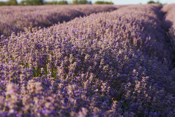 豪华盛开的薰衣草田，在紫色的阴影。薰衣草的背景图片下载