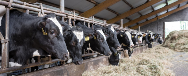 在荷兰的荷兰农场里，黑白斑点的奶牛正在吃干草图片下载