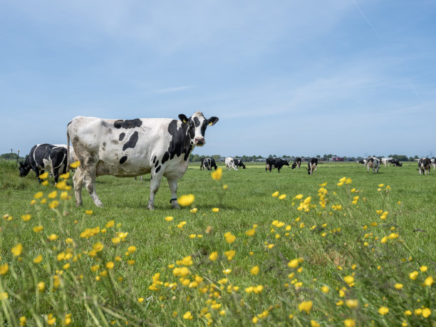荷兰，有斑点的黑白相间的奶牛在长满黄色毛茛的绿色草地上吃草图片下载
