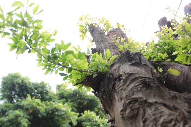 长在树皮上的嫩芽图片下载