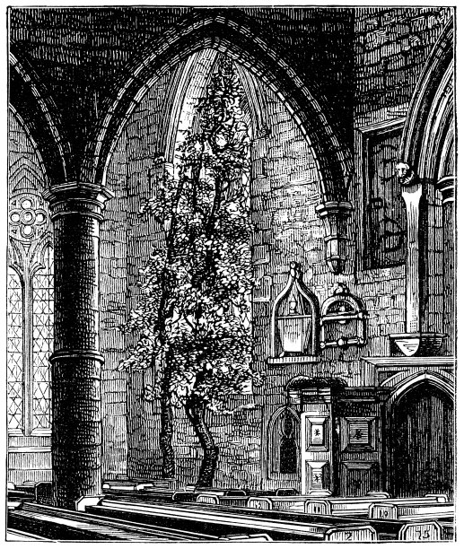 John kyle树在圣玛丽教堂在罗斯-怀，英国- 19世纪图片下载