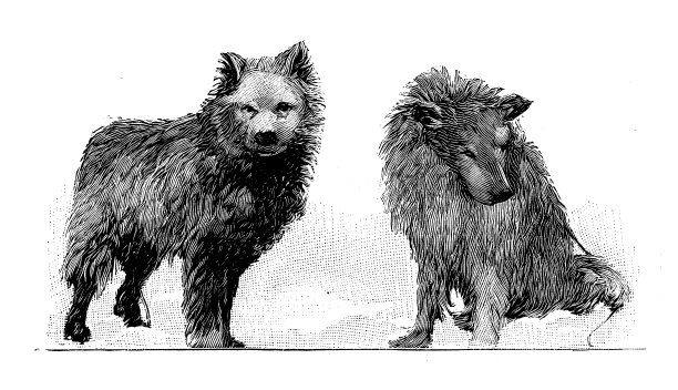 古董插图:Fridtjof Nansen北极探险队，狗图片下载