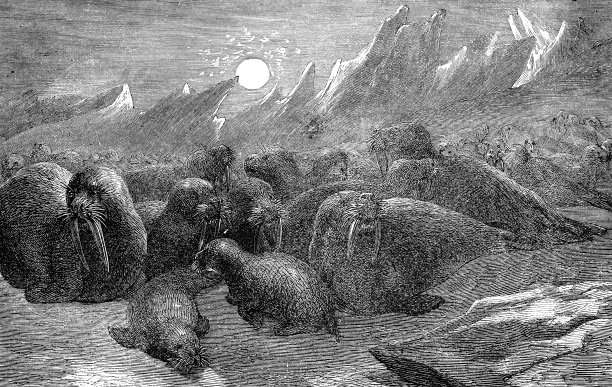 北极海冰上的海象(Odobenus Rosmarus) - 19世纪图片下载