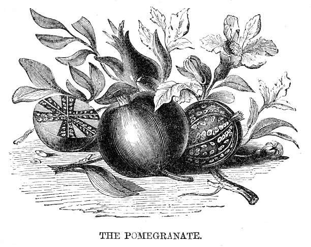石榴雕刻1869图片下载