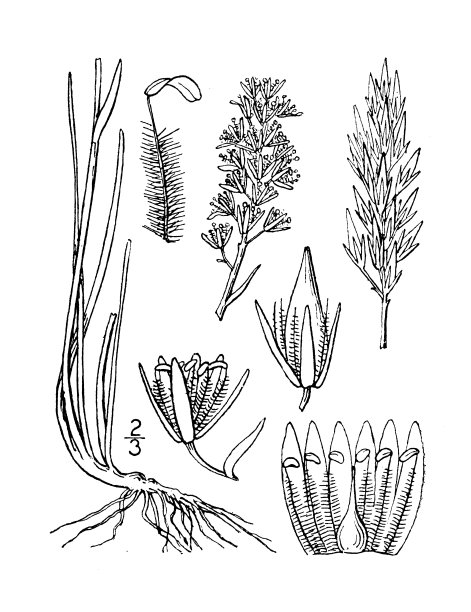 古董植物学植物插图:美国沼泽水仙花图片下载