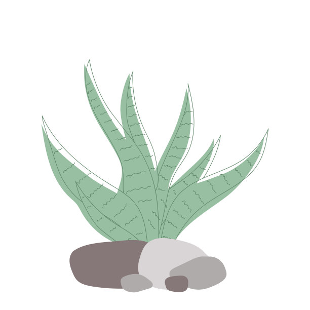 绿色多汁芦荟在白色的背景。图片下载