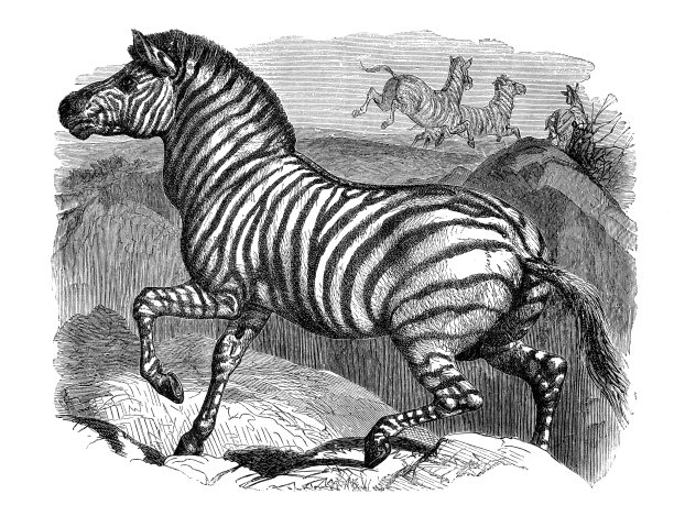 斑马在非洲奔跑雕刻1880年图片下载
