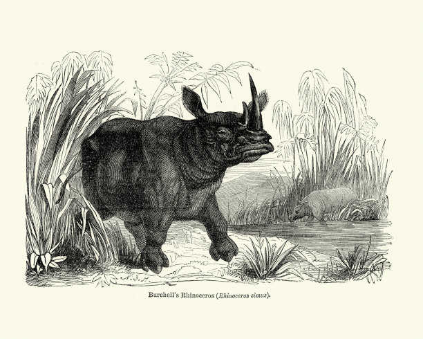 伯切尔的犀牛（西穆姆·伯切利宫）图片下载