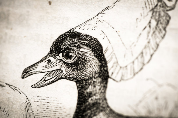 人性化的动物插图:鸟图片下载