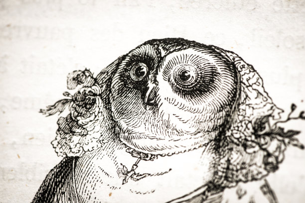 人性化的动物插图:猫头鹰图片下载