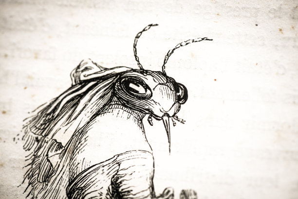 人性化的动物插图:昆虫女士图片下载