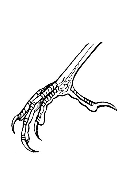 画眉的脚图片下载