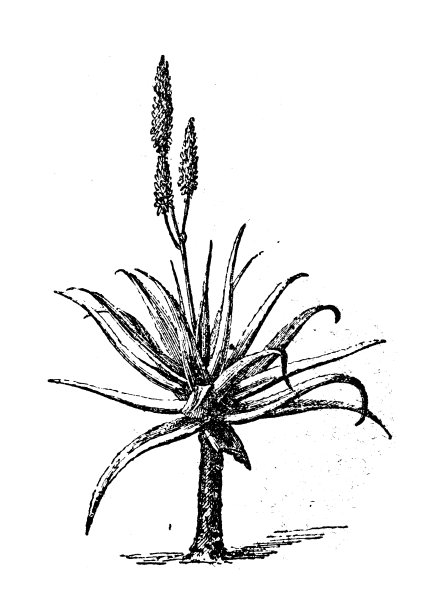古董插图:芦荟图片下载