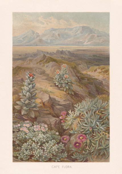 南非开普植物区，色版画，出版于1891年图片下载