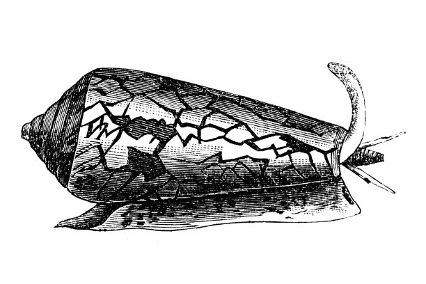 锥体科是掠食性海螺的一个分类科(原亚科)，现俗称“锥螺”图片下载