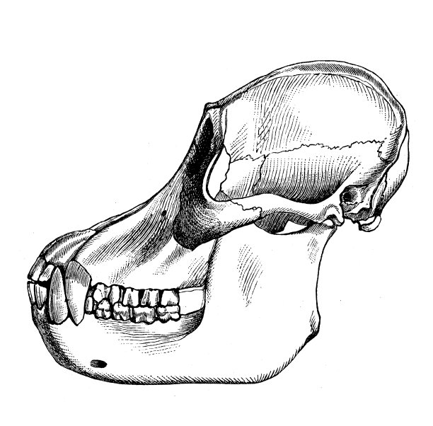 古董生物动物学图片:猩猩头骨图片下载