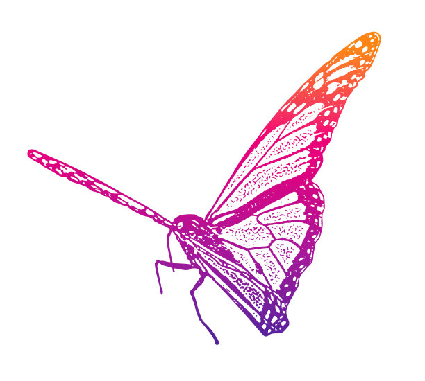 黑脉金斑蝶孤立在白色背景图片下载