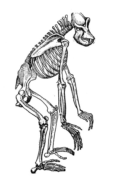 古董插图:大猩猩的骨架图片下载
