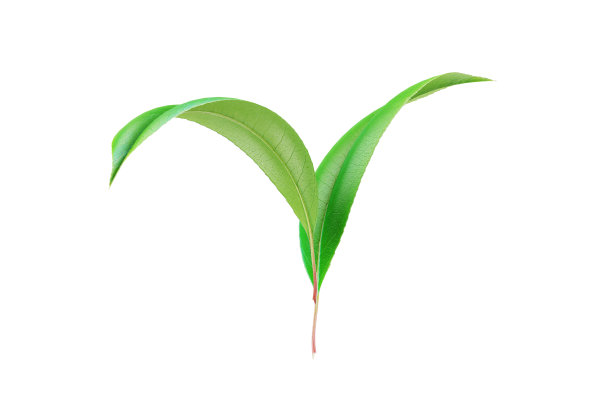白色背景上的绿叶图片下载