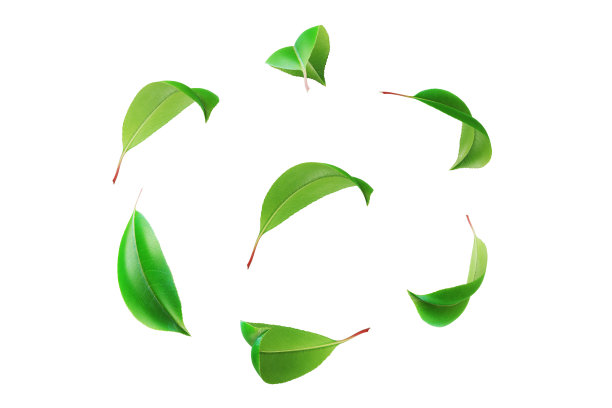 白色背景上流动的绿叶图片下载