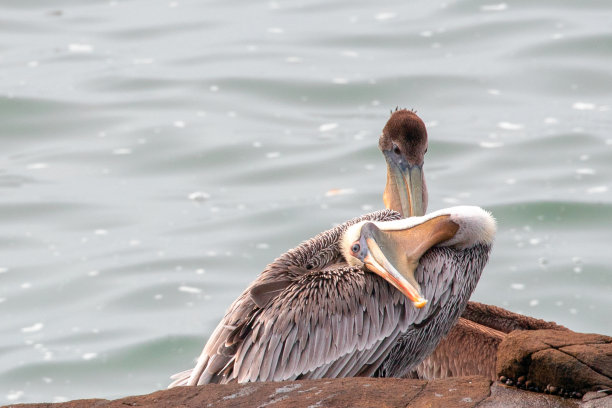 鹈鹕仰卧在海岸岩石上图片下载