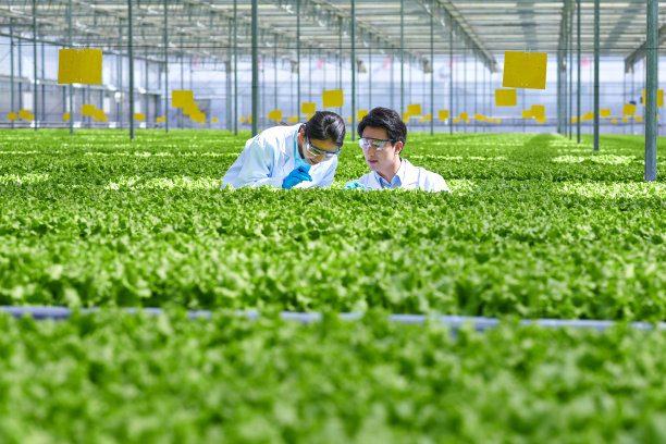两位亚洲青年研究员在蔬菜温室检查植物图片下载