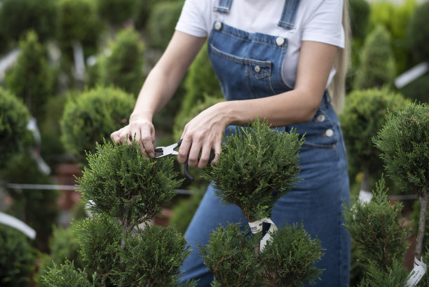 园丁在温室内修剪灌木图片下载