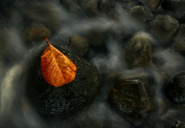 一片片落叶图片下载